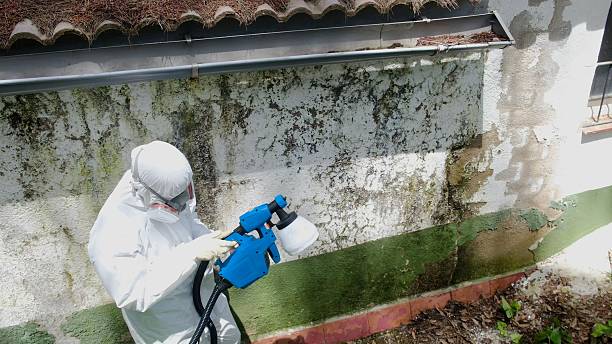 Trusted Black Mold Removal service in Lindenhurst, NY - Cheap Mold Removal
